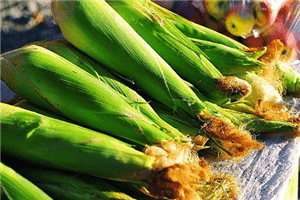 吉林玉米价格动态,吉林玉米价格动态🌽🌾